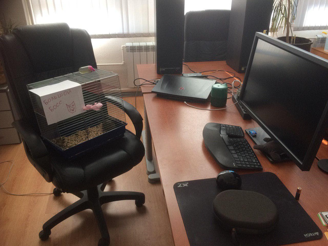 Изображение из объявления Steam