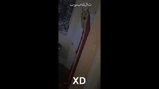 de_anemoia 2