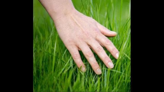 touch in grass
