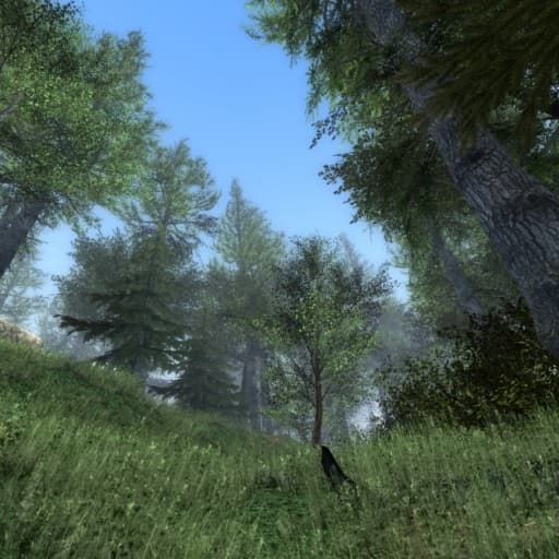 gm_forest_final