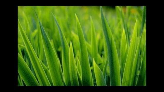 grassland_5 (weekeematch edition)