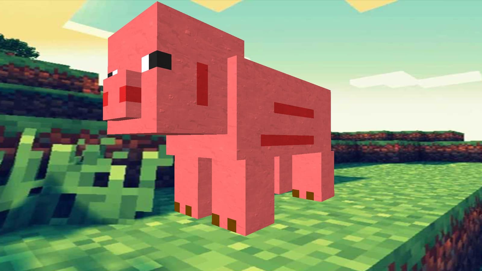Pig