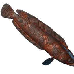 Grilled Stripetail