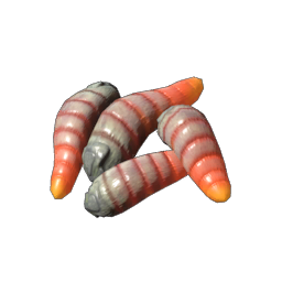 Maggots
