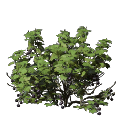 Berry Bush Seedling