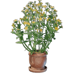 Aureolin Plant Pot