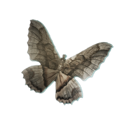Moth