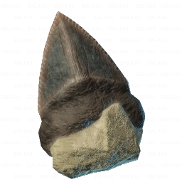 Dull Shark Tooth
