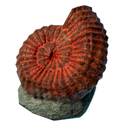 Big Ammonite