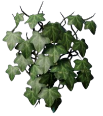 Ivy
