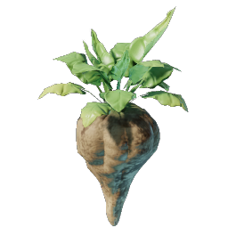 Beet Seedling
