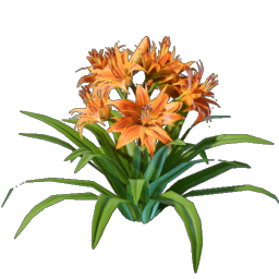Daylily Seedling