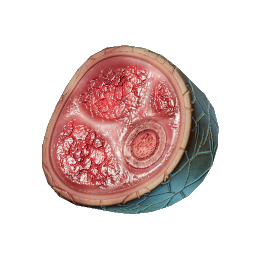 Raw Dune Armadillo Meat