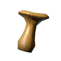 Chanterelle Seedling