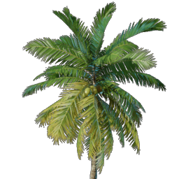 Coconut Palm Seedling