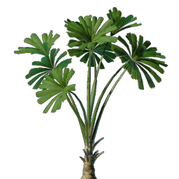 Licuala Seedling