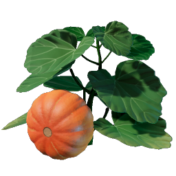 Pumpkin Seedling
