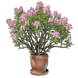 Alpine Rose Pot